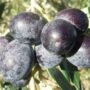 Chemchali Gafsa Olive