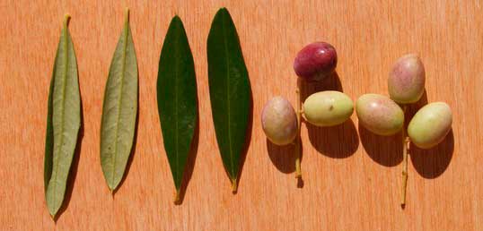 Leaves and fruits of the Chemlal de Kabylie - Sophie