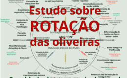 Olive tree rotation map