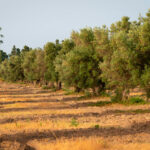 Ancient olive grove in Italy