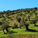 spanish-olive-groves-@Cellartours--b