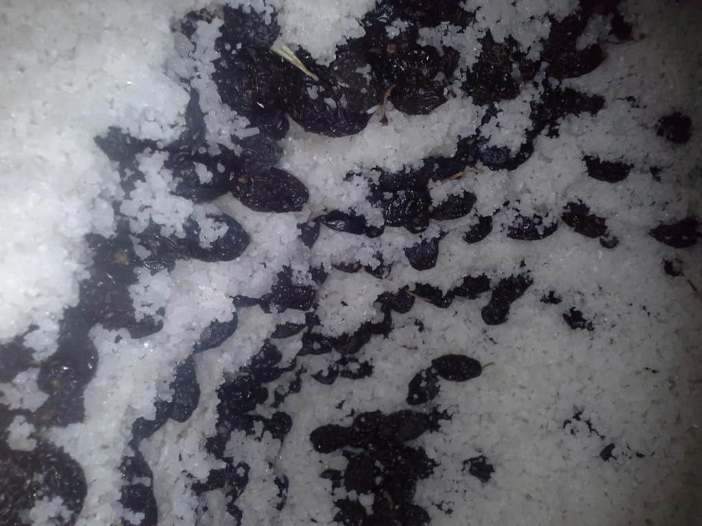 Throumba in brine