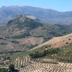 Olive grove in Spain